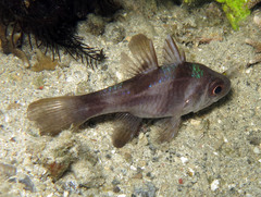 Apogonichthyoides timorensis