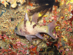 Pristicon trimaculatus