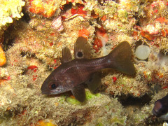 Apogonichthyoides melas