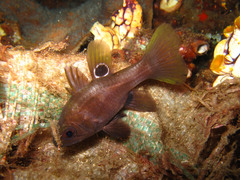 Apogonichthyoides melas