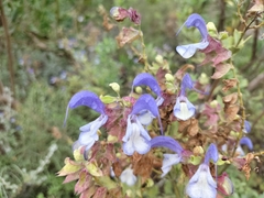 Salvia chamelaeagnea