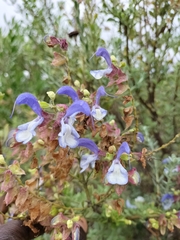 Salvia chamelaeagnea