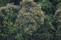 Lonchocarpus