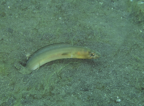 Sand conger (Ariosoma anagoides) — Congridae — 3