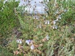 Salvia chamelaeagnea