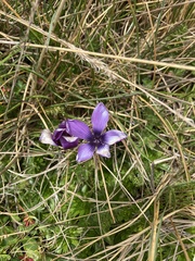 Gentianella cerastioides