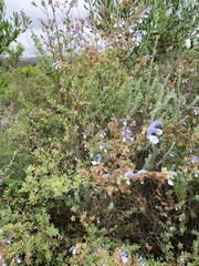 Salvia chamelaeagnea