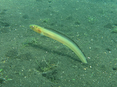 Sea Conger photo 2
