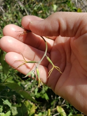 Lyrocarpa coulteri