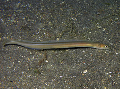 Ariosoma scheelei