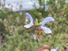 Salvia chamelaeagnea