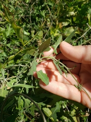 Lyrocarpa coulteri