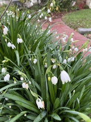 Leucojum