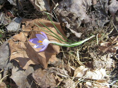 Crocus carpetanus