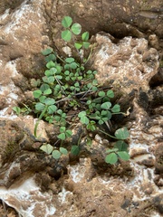 Medicago polymorpha