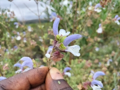 Salvia chamelaeagnea
