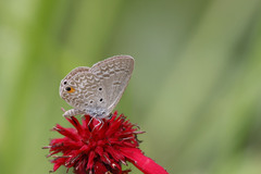 Euchrysops malathana