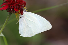 Catopsilia florella