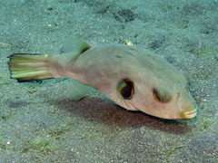 Arothron immaculatus