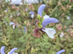 Salvia chamelaeagnea