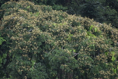 Lonchocarpus