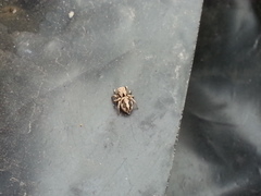 Habronattus coecatus