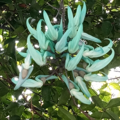 Strongylodon macrobotrys