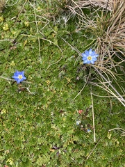 Gentiana sedifolia