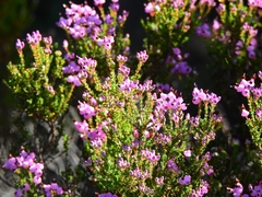 Erica umbellata