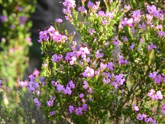 Erica umbellata