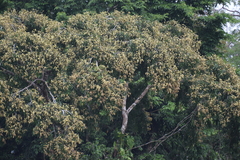 Lonchocarpus