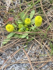 Polygala nana