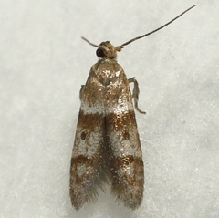 Blastobasis pulchella