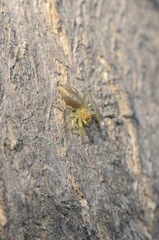 Epocilla