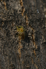 Epocilla