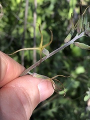 Lyrocarpa coulteri