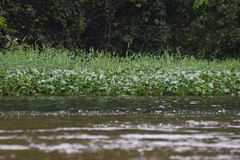 Eichhornia crassipes image