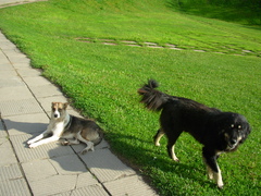 Canis familiaris