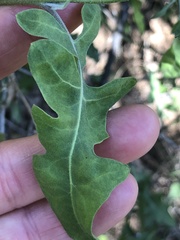 Lyrocarpa coulteri
