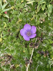 Gentianella cerastioides