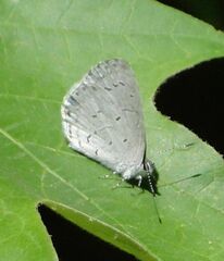 Celastrina neglecta