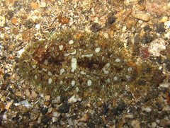Aseraggodes kaianus