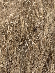 Schoenoplectus americanus