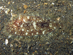 Aseraggodes kaianus
