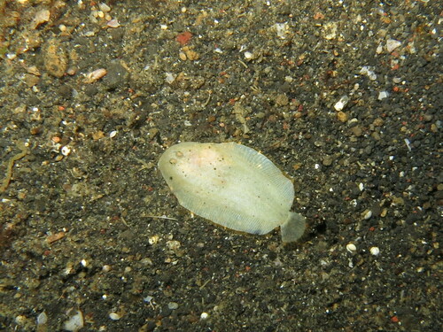 Aseraggodes albidus observed 2017-07-08