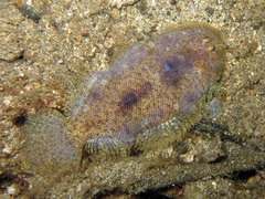 Aseraggodes