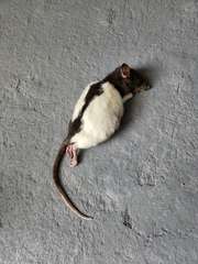 Rattus norvegicus domestica
