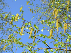 Betula pendula