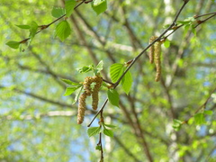 Betula pendula