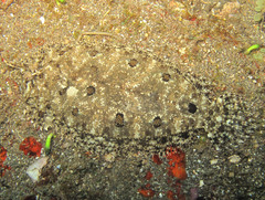 Asterorhombus intermedius